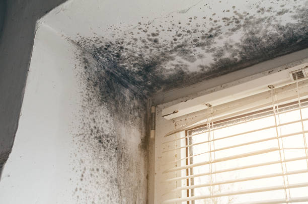 Trusted Bathroom Mold Removal service in Zebulon, GA - Cheap Mold Removal