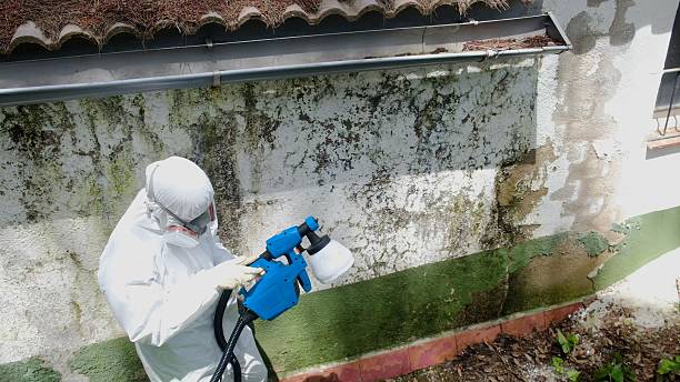 Trusted Attic Mold Removal service in Zebulon, GA - Cheap Mold Removal